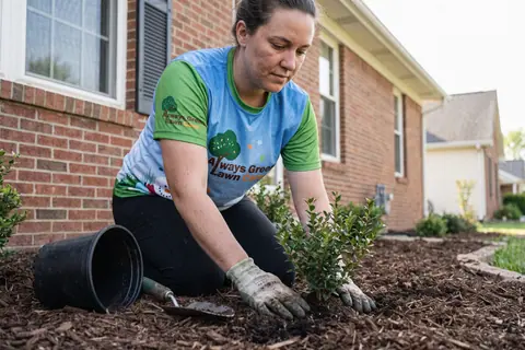 A gardener planting shrubs in a residential garden bed
